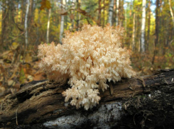 В Ставропольском крае исчезает ежовик коралловидный 