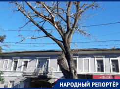 «Уберите, пока не случилось ЧП»: огромное старое дерево вот-вот рухнет на жителей Ставрополя    