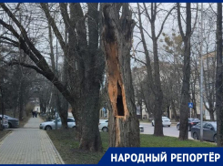 Вот-вот рухнет на головы? Сухое дерево в центре Ставрополя беспокоит горожан 