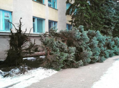 Разбушевавшийся ветер опрокинул авто и вырвал с корнем ель в Ставрополе