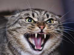 На Ставрополье бешеная кошка держит в страхе целое село