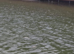 В Комсомольском озере в Ставрополе гибнут рыбы