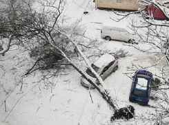 «Опять деревопад»: огромных размеров растение упало на автомобиль в Ставрополе