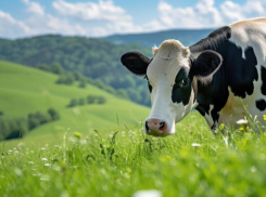 Сбившую бабушку в Шпаковском округе корову проверили на бешенство
