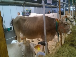  Тонны высококачественного молока будут производить на новой ферме в Ставропольском крае