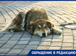 Жители Ставрополья бьют тревогу из-за травящих собак живодеров