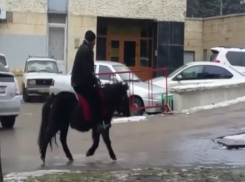 Джигит из Пятигорска верхом на выносливом пони попал на видео