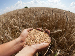На Ставрополье улучшилось качество пшеницы