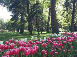 В Ставрополе построят новый сквер