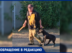 Воспитание из-под палки: в Ставрополе агрессивный бульдог держит в страхе целый район