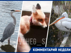 «Дикие животные погибают на Ставрополье»: почему им не помогают рассказала зоозащитник Ирина Газарян