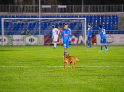 Быстрый гол, собачий бенефис и решающий стандарт:  матч в Ставрополе стал футбольной трагикомедией