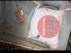 Гроб от «груза 200» обнаружили в лесополосе Минераловодского округа местные жители