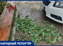 Цветочные варвары возмутили жителей Ставрополя