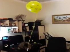 Забавный кот из Ставрополя стал героем популярного видео на You Tube