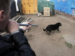 Бездомных животных уничтожили на глазах горожан с разрешения администрации района Ставрополья