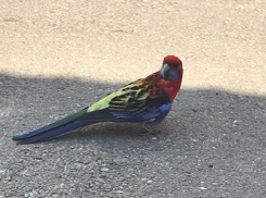 «Загулял малый»: яркий попугай породы розелла гордо расхаживает по улицам Ставрополя 