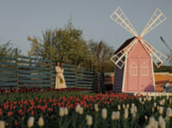 Зацвело тюльпановое поле: маленькая Голландия на Цветочной ферме «Трава»