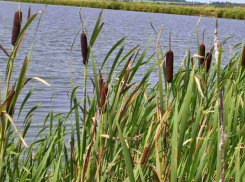 На Ставрополье парень утонул в запрещенном для купания водоеме