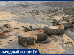 Жители Ставрополя возмутились вырубке деревьев в сквере на Ленина