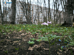 До +12 градусов и без дождей: чем погода порадует жителей Ставрополя 15 апреля