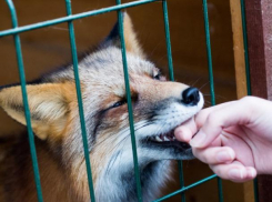 «Усыпить нельзя оставить»: в Ставрополе запретят контактные зоопарки