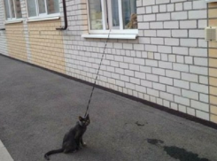 Необычный способ выгуливать кота придумали жители многоэтажки Ставрополя