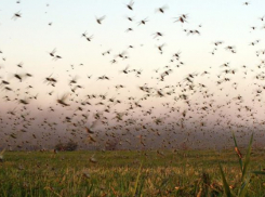 Саранча уничтожает урожай на Ставрополье