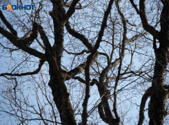 Похолодание до +7 градусов грядет на Ставрополье в начале рабочей недели 