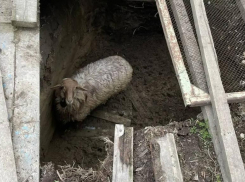 Неудачливого барана Борю вытащили из двухметровой ловушки спасатели в Левокумском округе 