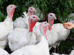 Власти Ставрополья начали уничтожать домашнюю птицу станичников из-за вспышки птичьего гриппа