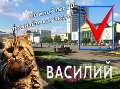 Заменить главу Ставрополя Джатдоева на рыжего кота Василия предложили блогеры