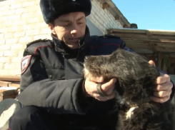 На Ставрополье участковый задержал живодёра, стрелявшего в бродячего пса