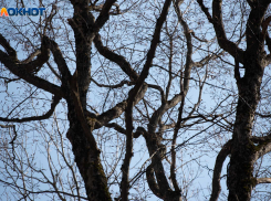 До +13 градусов пообещали синоптики на Ставрополье 25 февраля