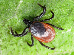 Ставропольские клещи уже проснулись и представляют опасность для людей