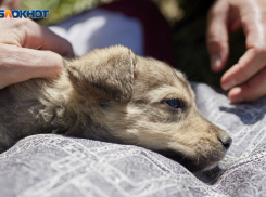 В работе ставропольской ветклиники с массовой гибелью животных выявили серьезные нарушения