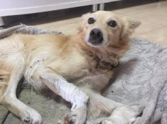 Несколько дней пролежал умирающий пес на придорожной заправке на Ставрополье