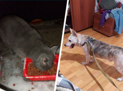 На морозе находят кошек и собак жители Ставрополя