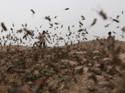 Стаи саранчи выгоняют со Ставрополья наземной и воздушной техникой