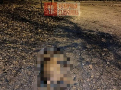 Живодер расстрелял бездомную собаку на одной из улиц Ставрополя