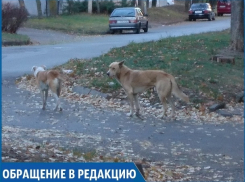 «Три года бездомные собаки нападают на людей и не дают нам спать по ночам», - жительница Кисловодска