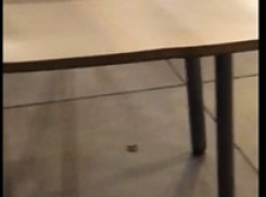 Бегавший по «Макдональдсу» таракан попал на видео в Ставрополе