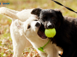Застрелил собаку на глазах ребенка и ответит за это в суде житель Ставрополья