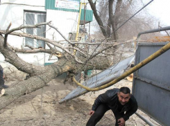 Упавшее дерево повредило газопровод в Кисловодске