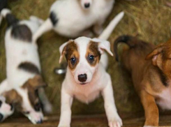 Выставка-раздача бездомных животных пройдет в Кисловодске