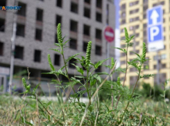 Адский сезон с цветением пыльцы начинается для аллергиков на Ставрополье