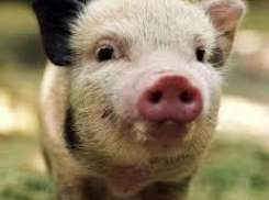 Работница фермы вместе с подельниками украла поросят