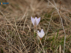 Потепление в Международный женский день пообещали на Ставрополье федеральные синоптики