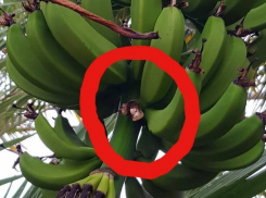 В ставропольском ботаническом саду вандалы оборвали зеленые бананы