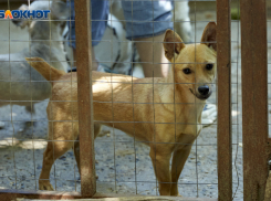 Стала известна стоимость освидетельствования собачьей агрессии на Ставрополье